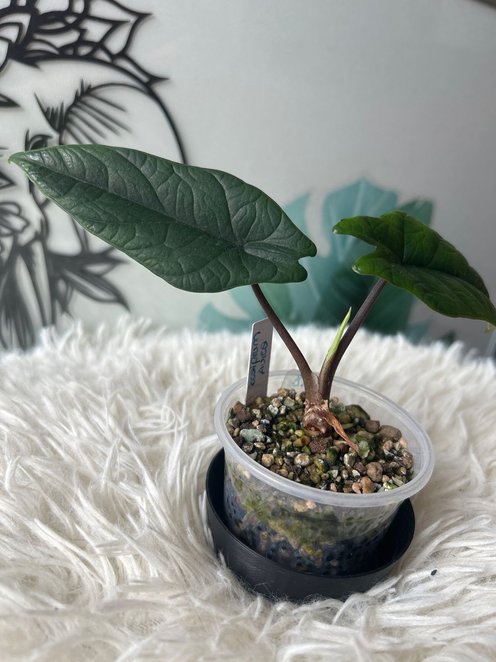 Piante & sementi: Alocasia Scalprum Aurea – Nuovo (secondo la descrizione) da Scherzingen venduto da Elefantenohr.ch 2