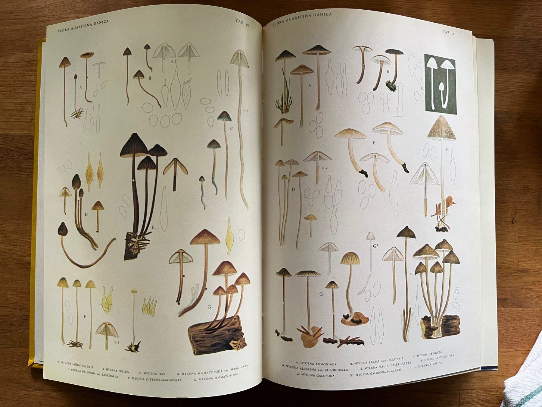 Libri: Jakob E. Lange   Flora Agaricina Danica – Usato da Laufen venduto da Nuria44 7