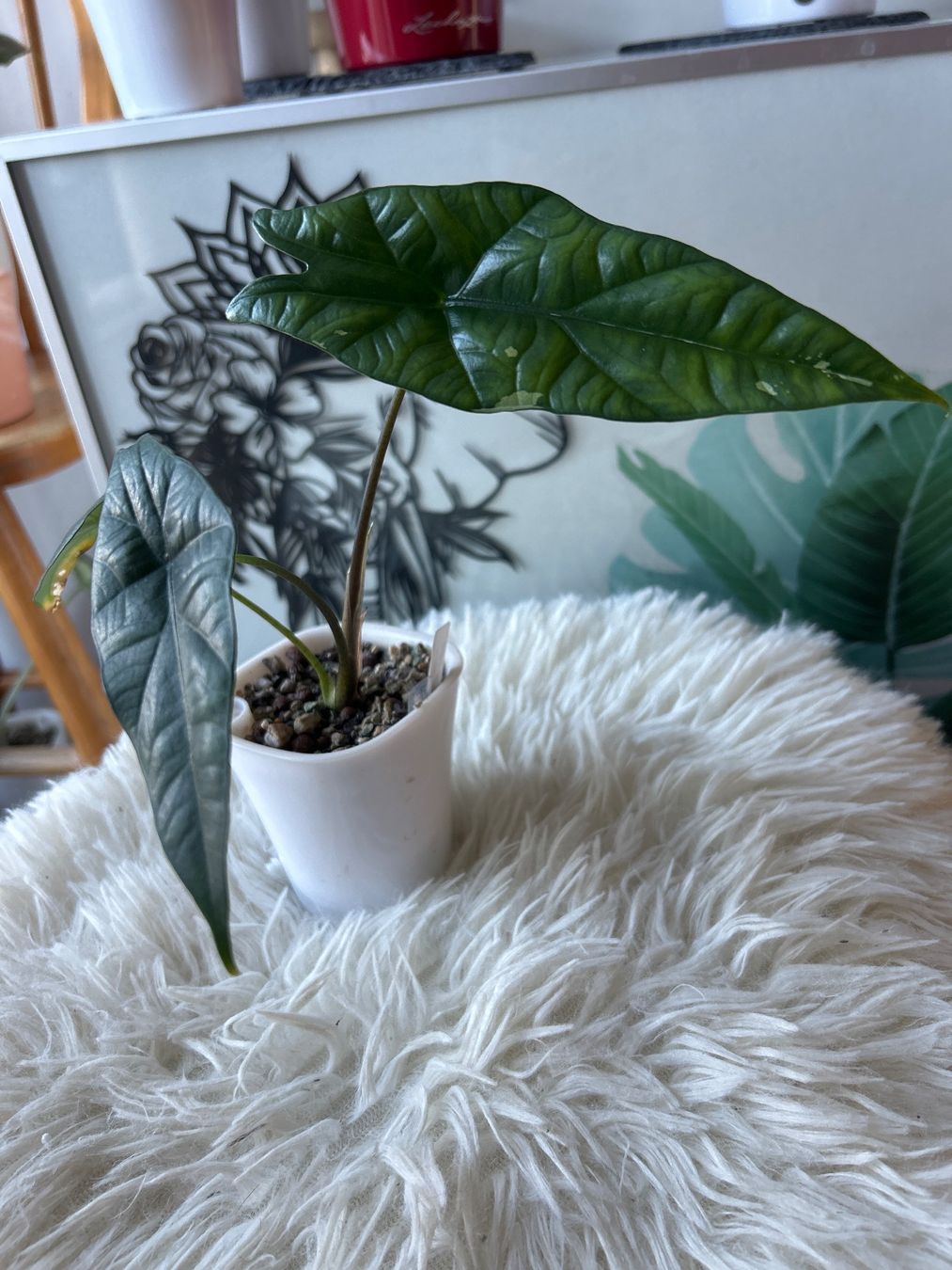 Piante & sementi: Alocasia Simpo Albo variegata #7 – Nuovo (secondo la descrizione) da Scherzingen venduto da Elefantenohr.ch