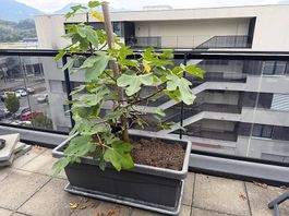 Feigenbaum, weisse Himbeeren und Trauben in Pflanzgefässen