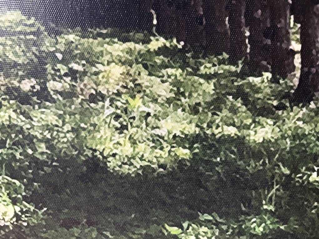 Poster & Bilder: Leinwand Kautschukallee Phuket – Gebraucht aus Kriens von janbreitenmoser 1