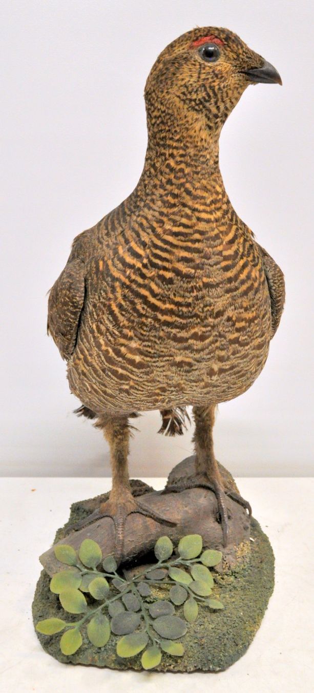 Welt der Tiere: Tétras naturalisé – Gebraucht aus Neuchâtel von Neuchatel 2