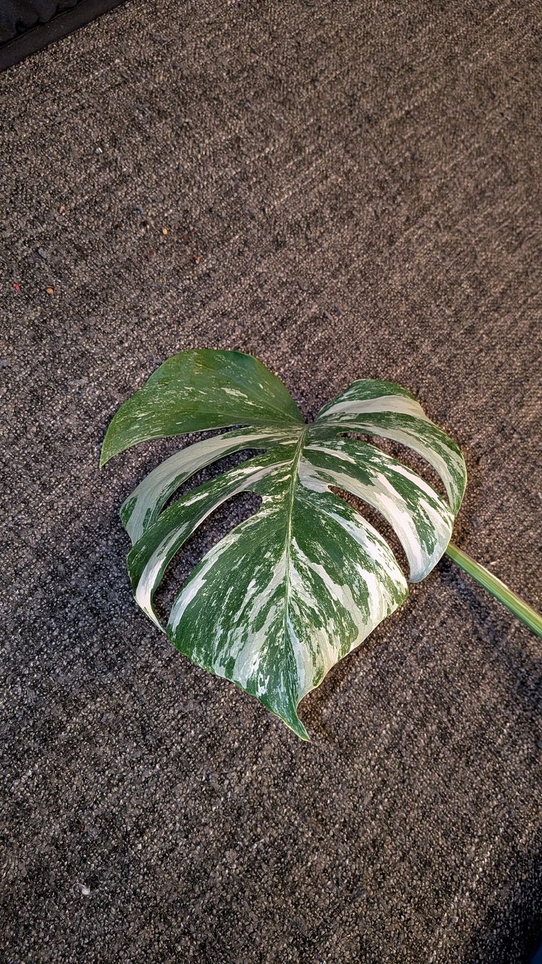 Piante & sementi: Monstera Deliciosa Variegata Steckling – Usato da Altbüron venduto da luc_b7f5