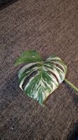 Monstera Deliciosa Variegata Steckling