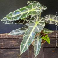 Alocasia Amazonica mit Blättern die jeden überzeugen