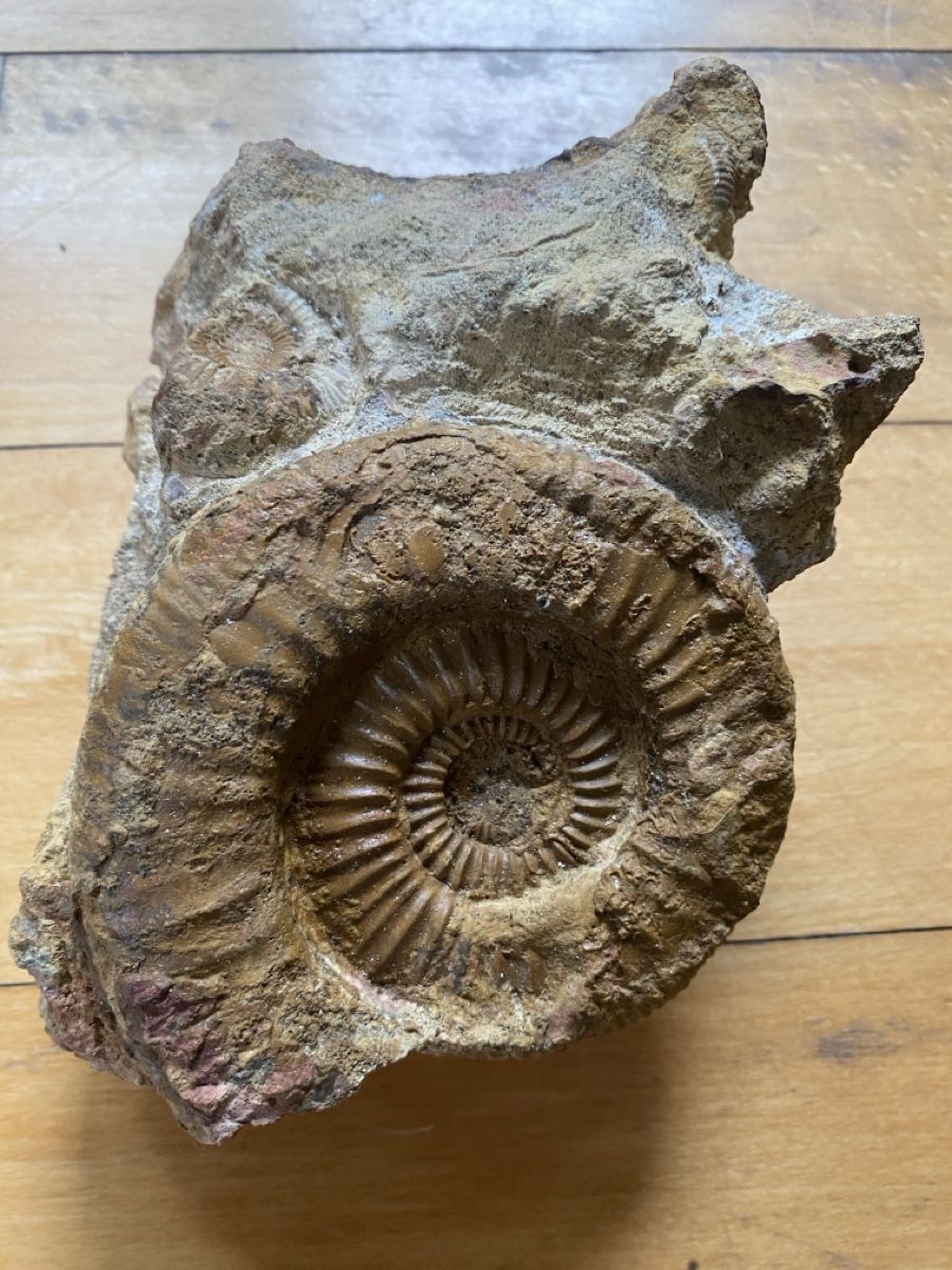 Fossili: Fossilienstufe sehr selten – Usato da Liestal venduto da Stephanoceras1 2