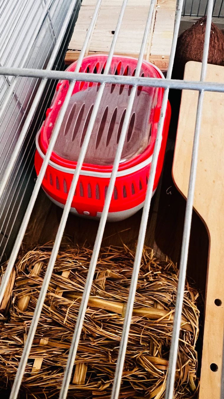 Gabbie, trasporto & Sicurezza: 🐹  Kit complet pour hamster - Complete Hamster Kit/Bundle – Usato da Lausanne venduto da Angod23 6