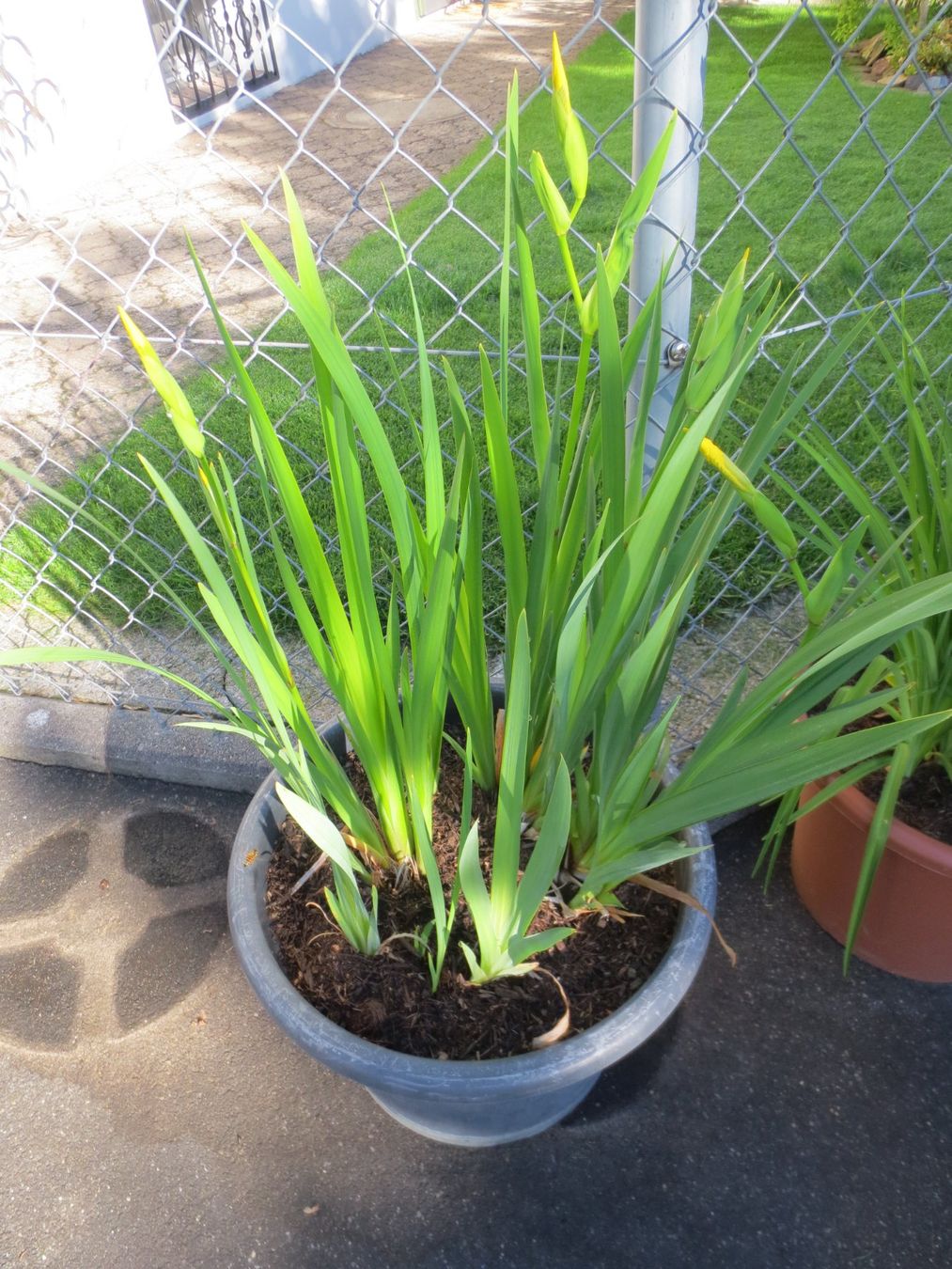 Piante & sementi: Gartenlilie im Topf, Gelb – Usato da Horgen venduto da hkek01