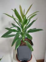 Cordyline fruticosa glauca / Keulenlilie