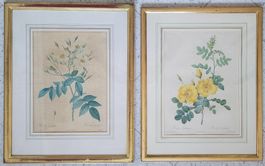 P.-J. Redouté: LARGE FOLIO Rosa moschata & Rosa Eglanteria