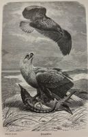 Orig. Holzstich 1876 - Seeadler, Adler