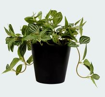 Künstliche Fittonia  mit Topf 10 cm hoch - SUPER DEKORATION 