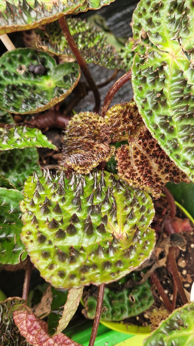 Pflanzen & Samen: Begonia "Troll" – Neu (gemäss Beschreibung) aus Zürich von  1