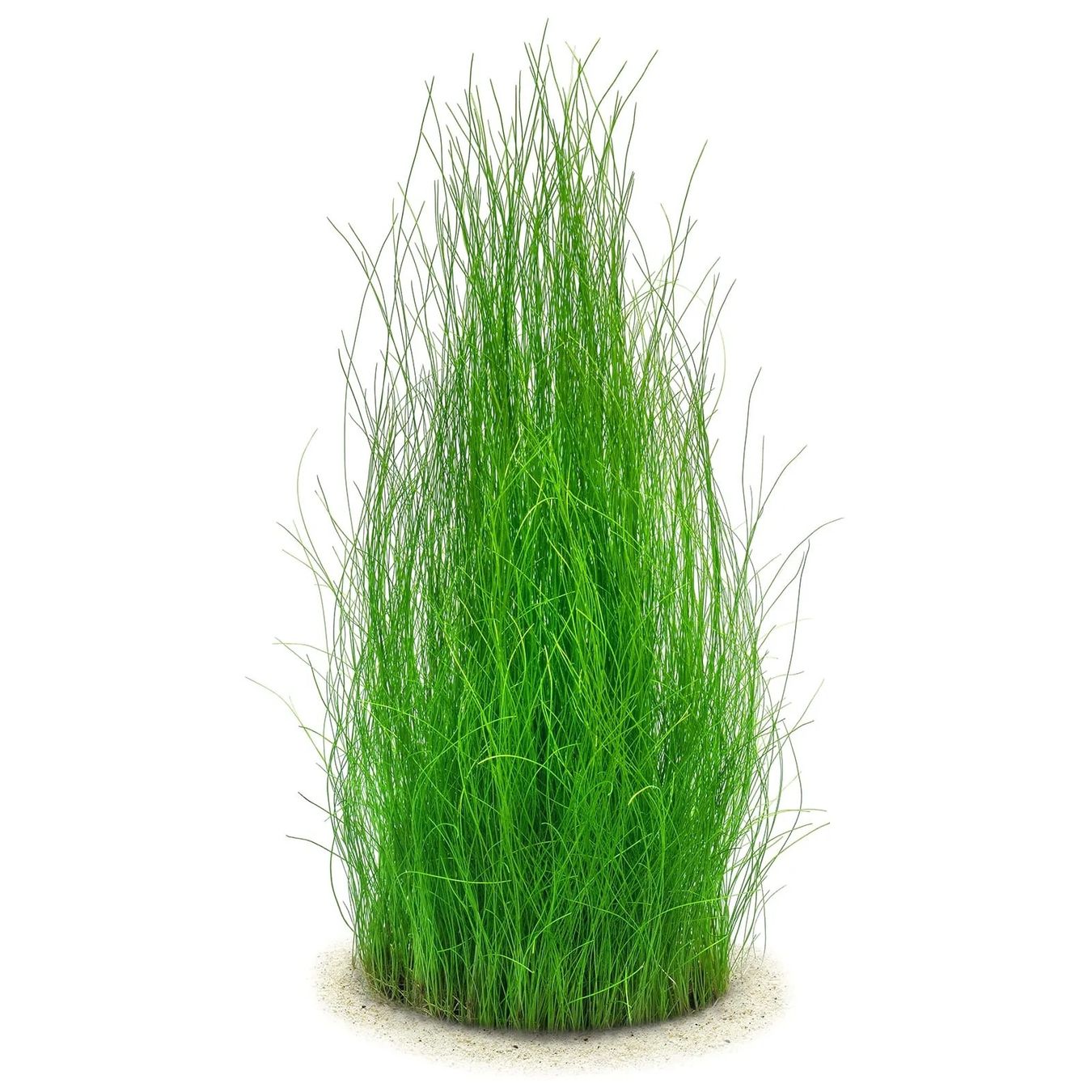 Piante & sementi: Eleocharis Montevidensis 'ADA' Aquarienpflanzen – Usato da Winterthur venduto da Aquascaper321