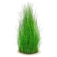 Eleocharis Montevidensis 'ADA' Aquarienpflanzen