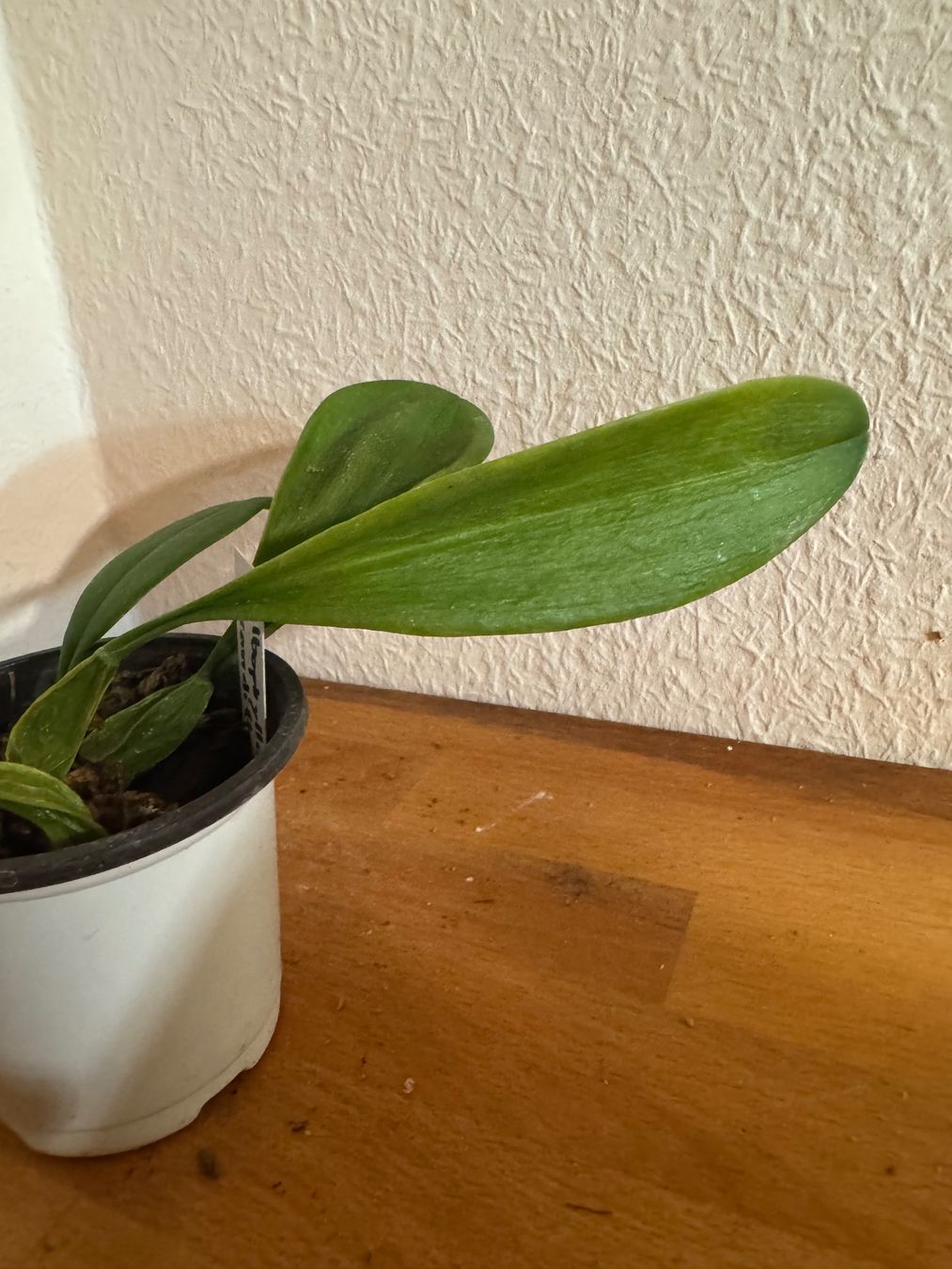 Plantes & graines: Bulbophyllum grandiflorum – D'occasion à Männedorf par mrclst 1