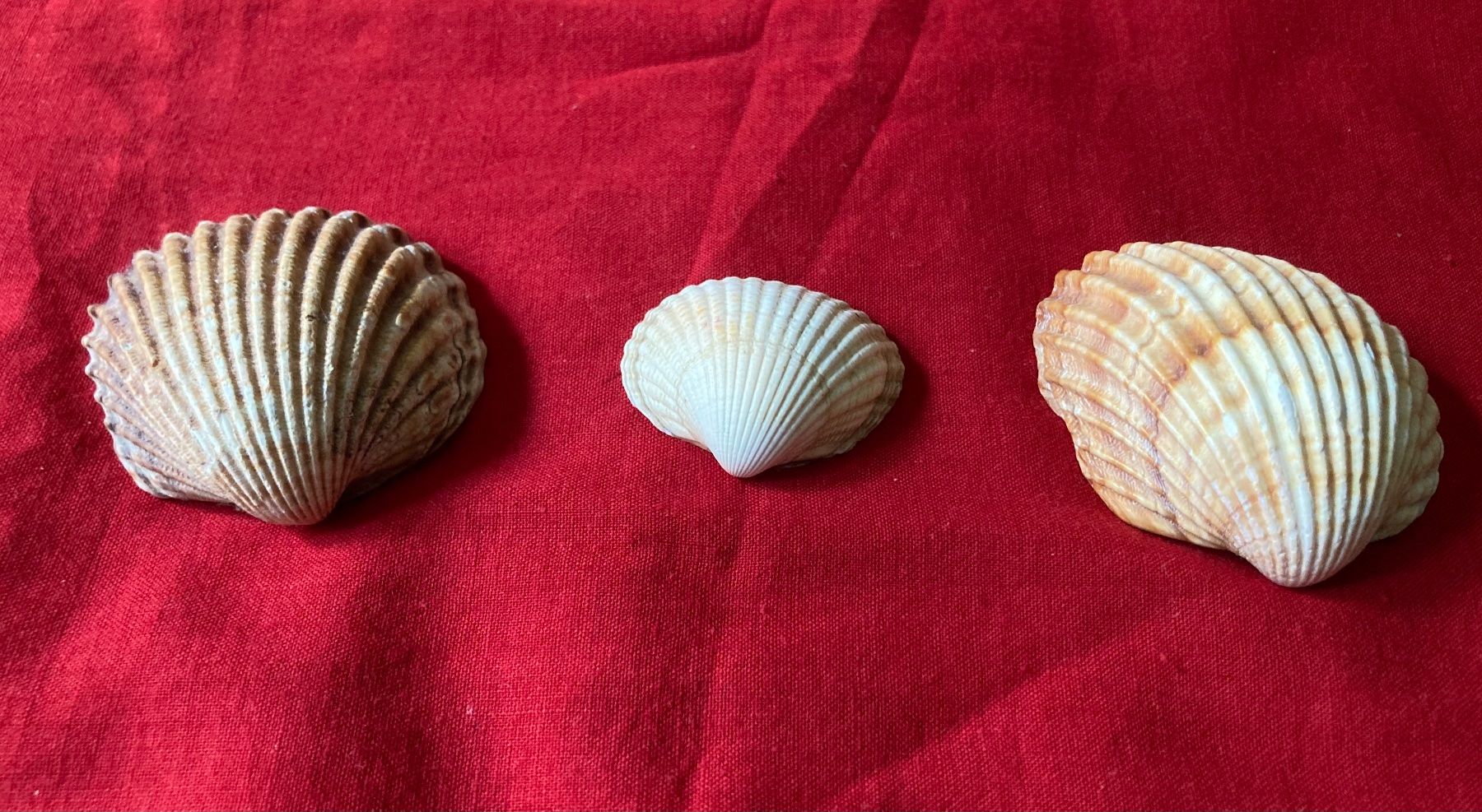 Fossili: 3 kleine Muscheln – Usato da Zürich venduto da Gustavo_Bianco 4