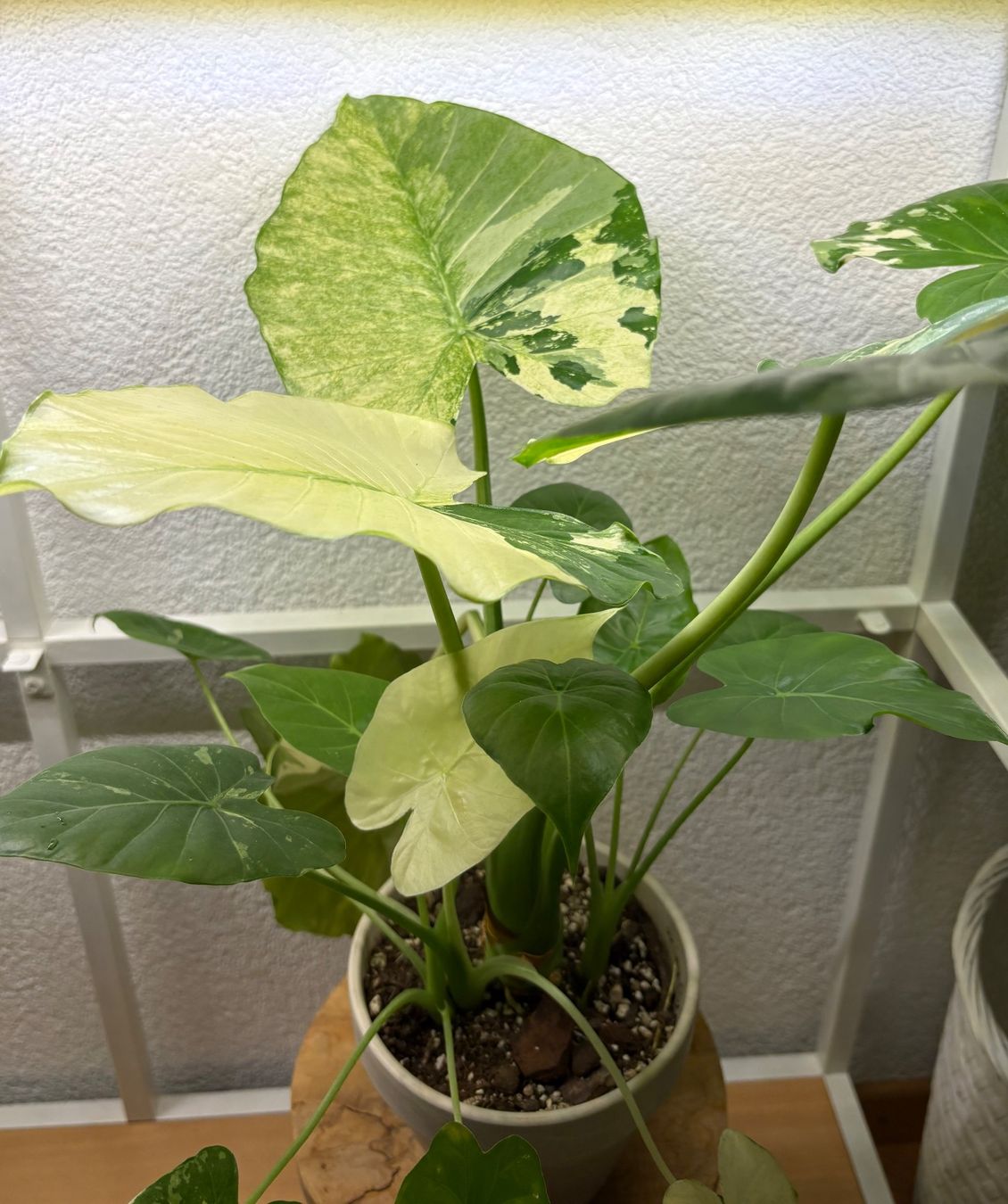 Piante & sementi: Alocasia Macrorrhiza Variegata – Usato da Bonstetten venduto da sam_jt9j 1