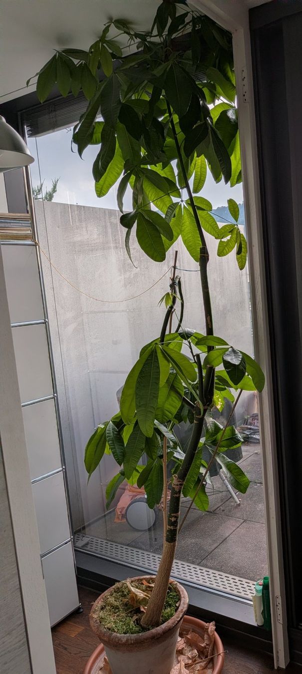 Plantes & graines: Avocado Pflanze im Topf – D'occasion à Zürich par Martinbu