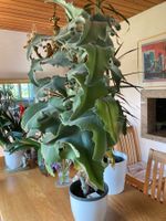 Grosse Zimmerpflanze Kalanchoe Beharensis - Elefantenohr