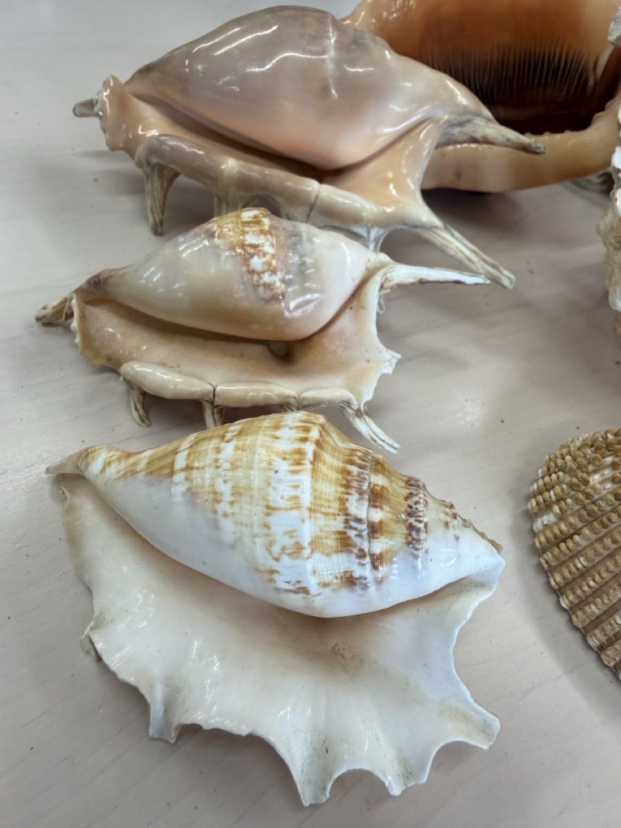 Tutte le decorazioni: Echte grosse Muscheln  – Usato da Zuzwil SG venduto da Pomy 7