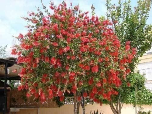 Pflanzen & Samen: Rince bouteille Callistemon  25g – Neu (gemäss Beschreibung) aus Bremblens von FIBONACCI369