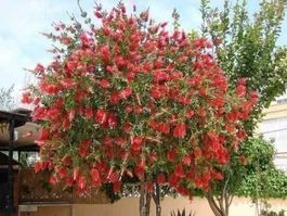 Rince bouteille Callistemon  25g
