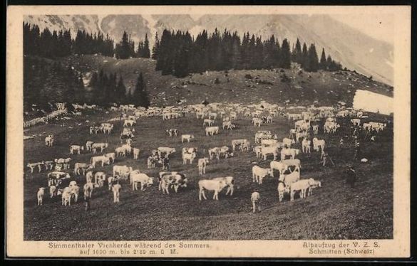 Cartoline postali: Simmental, Simmentaler Viehherde währen – Usato da Berlin venduto da bartko-reher