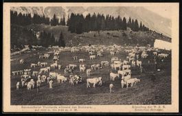 Simmental, Simmentaler Viehherde währen