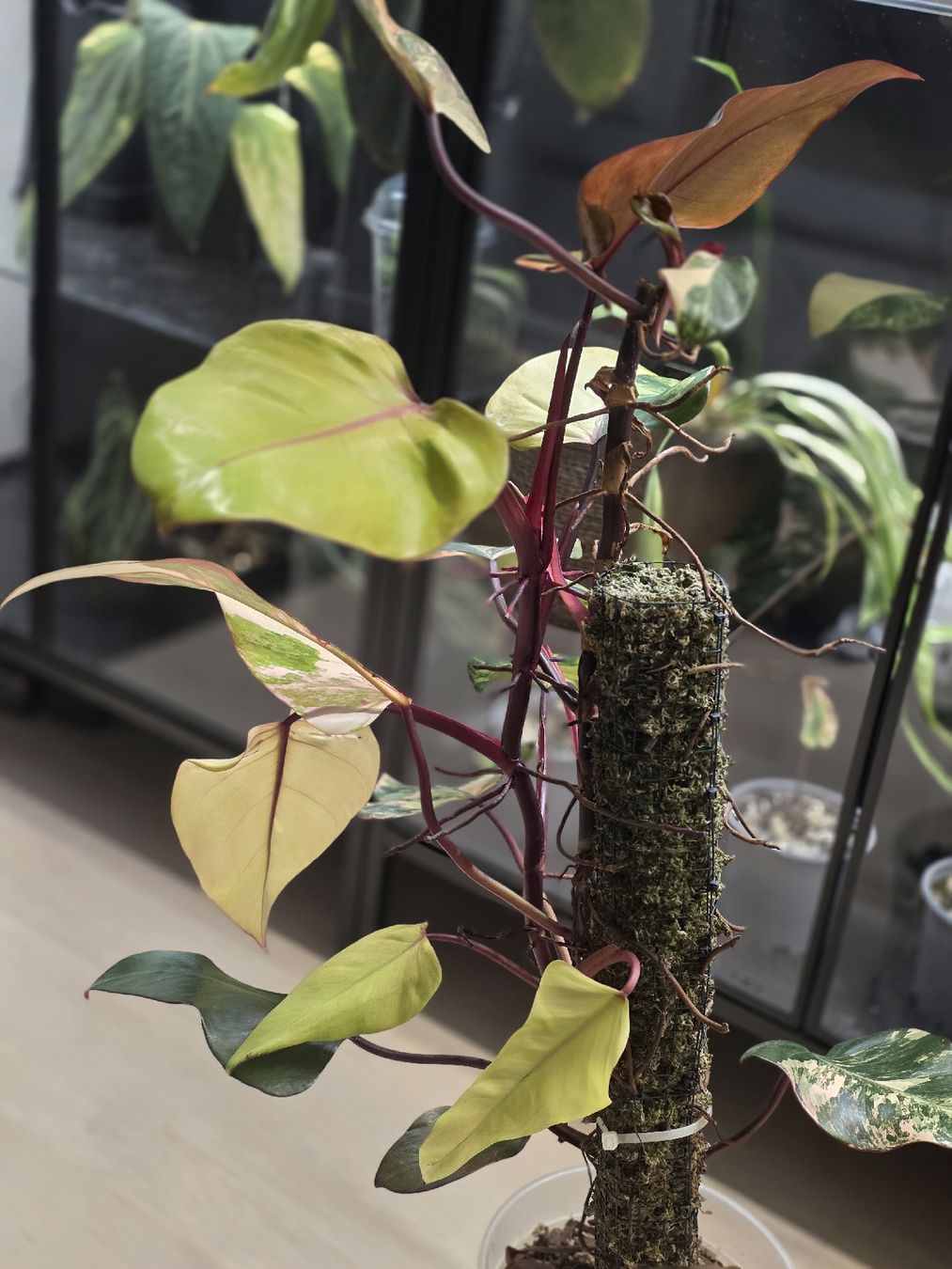 Pflanzen & Samen: Philodendron Strawberry Shake – Gebraucht aus Cham von dow_9ssc 2
