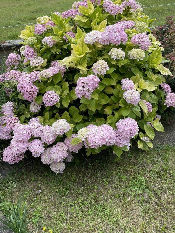 Hortensie winterhart 100x120 cm( Bauernhortensie ) ab Herbst Kaufen