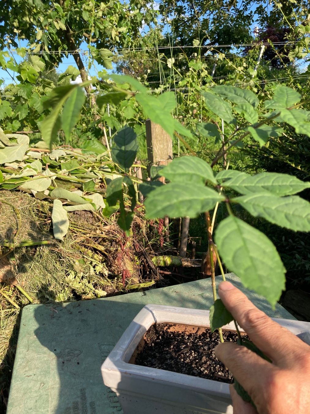 Piante & sementi: Esche für Bonsai – Usato da Uttwil venduto da Dolphin7 1