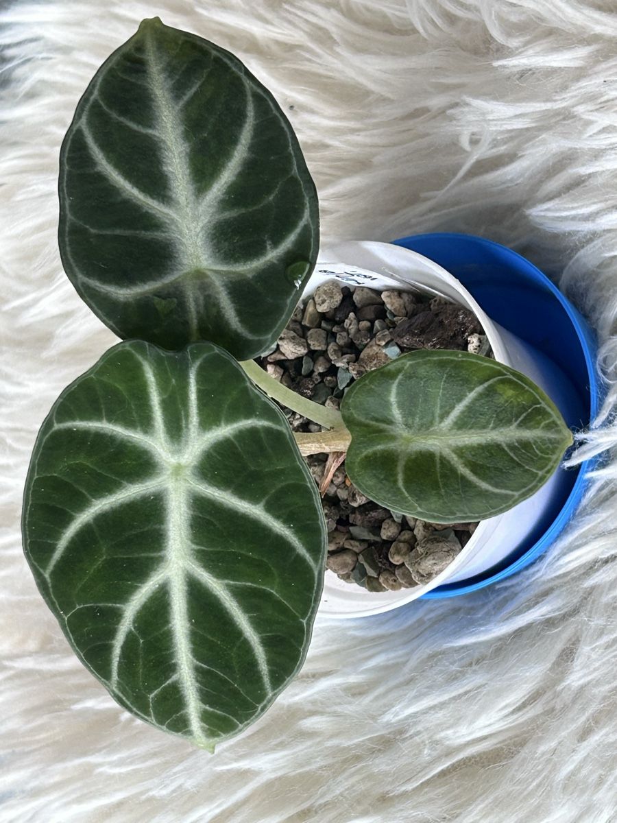 Pflanzen & Samen: Alocasia Ninja variegata vergrünt – Neu (gemäss Beschreibung) aus Scherzingen von Elefantenohr.ch 1