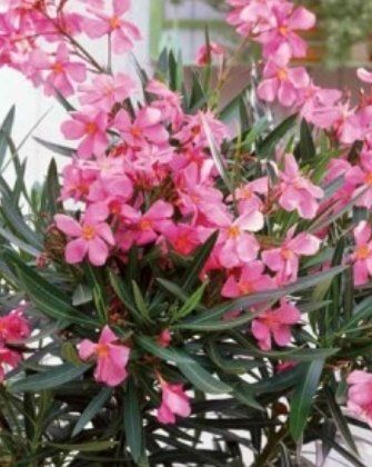 Piante & sementi: Ab 5.- CHF 10 Samen NERIUM OLEANDER Rosé – Nuovo e nell'imballaggio originale da Rovio venduto da POSITIFFARTandPLANTS 5