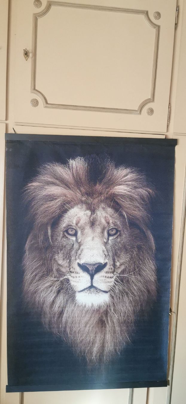 Lavagne: Une toile Lion légère. – Usato da Genève venduto da vins50