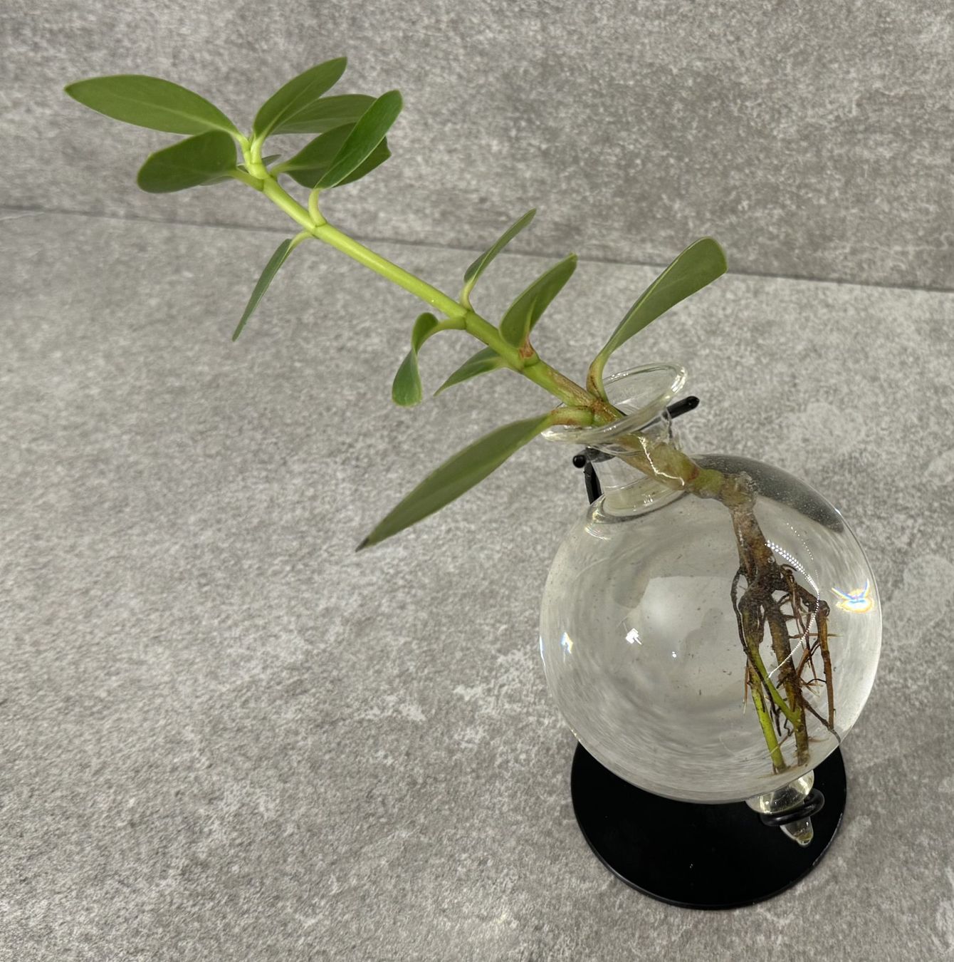 Piante & sementi: Grünpflanze im Wasserglas ... – Nuovo e nell'imballaggio originale da Chur venduto da Papageibarsch77 1