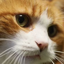 Profile image of T3NZ1NG