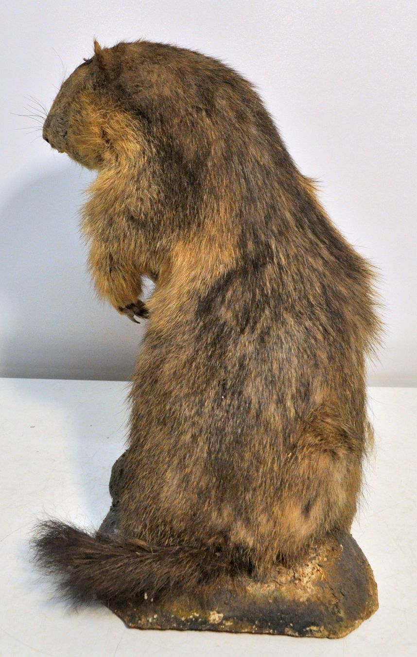 Monde des animaux: Marmotte naturalisée – D'occasion à Neuchâtel par Neuchatel 1