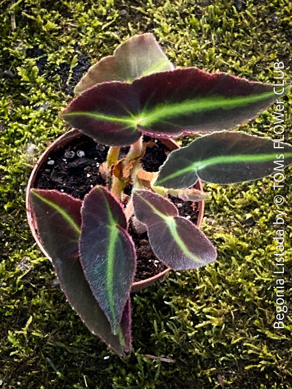 Piante & sementi: Begonia Listada - tropisch aus Brasilien – Nuovo e nell'imballaggio originale da Adliswil venduto da TAKEYOURPLANT 1