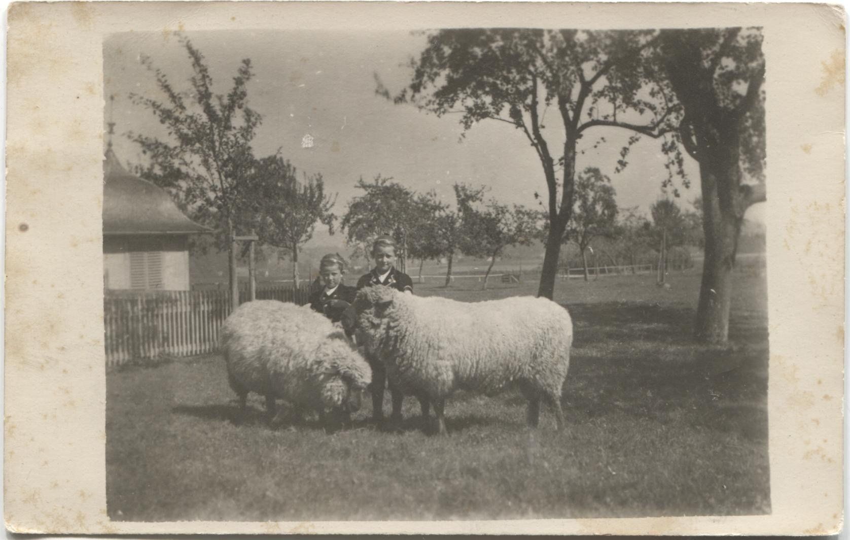 Cartoline postali: DUERREN BE 1920 Landwirtschaft/Schafe – Usato da Wil SG venduto da Clanx