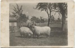 DUERREN BE 1920 Landwirtschaft/Schafe
