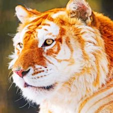 Profile image of Golden-Tiger