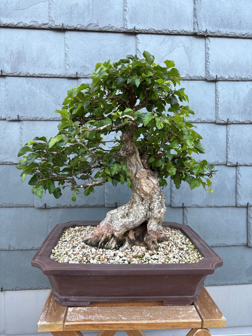 Piante & sementi: Bonsai koreanische Hainbuche – Usato da Herisau venduto da men_9hwl 1