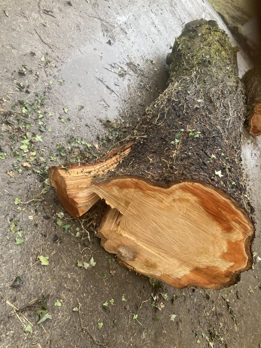 Articles en bois: Kirschbaumstamm – D'occasion à Hosenruck par Fox690 2