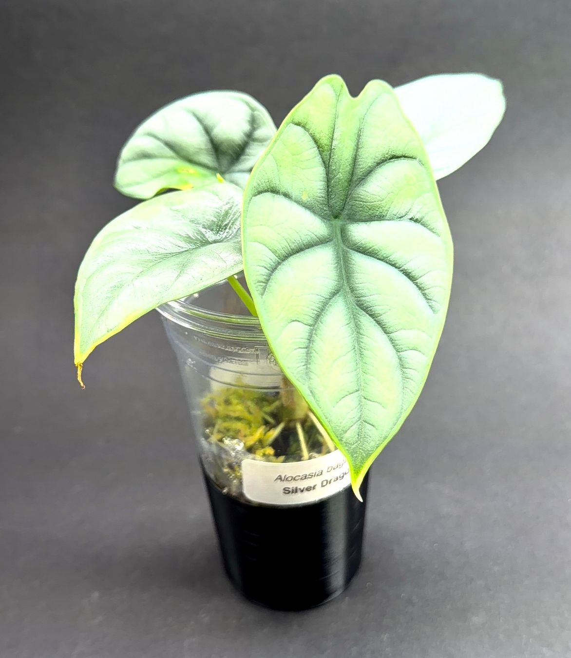Piante & sementi: 🌿 Alocasia 'Silver Dragon' #3 – Usato da Zürich venduto da jpquast