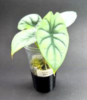 🌿 Alocasia 'Silver Dragon' #3