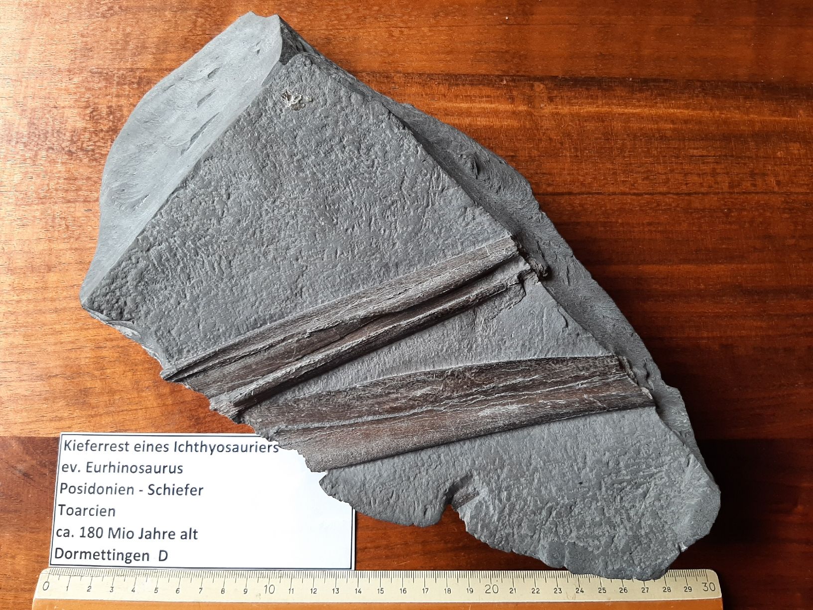 Fossili: Kieferrest eines Ichthyosauriers – Usato da Rickenbach BL venduto da Oktober68