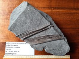 Kieferrest eines Ichthyosauriers