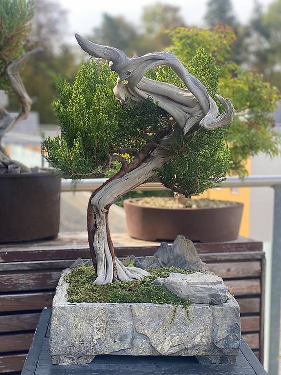 Plantes & graines: Bonsai Wacholder – D'occasion à Aarau Rohr par Sergiomendez 3