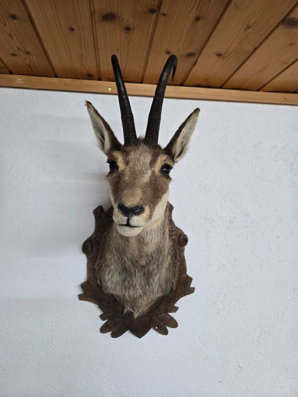 Il mondo degli animali: Schöner Gemschkopf – Usato da Kriechenwil venduto da dfg1944 1